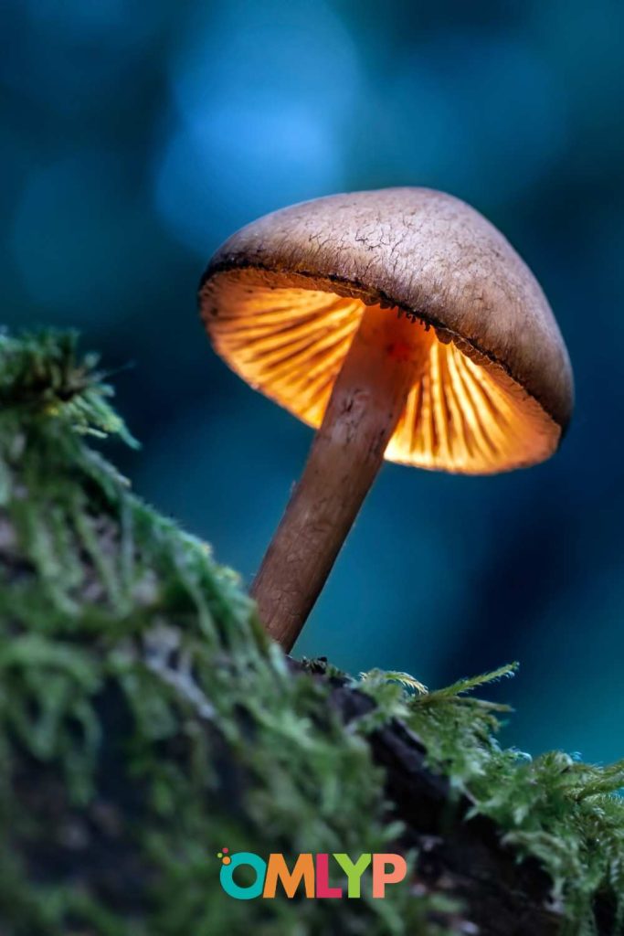Mushroom Lamp - Magic Mushroom Table Lamp