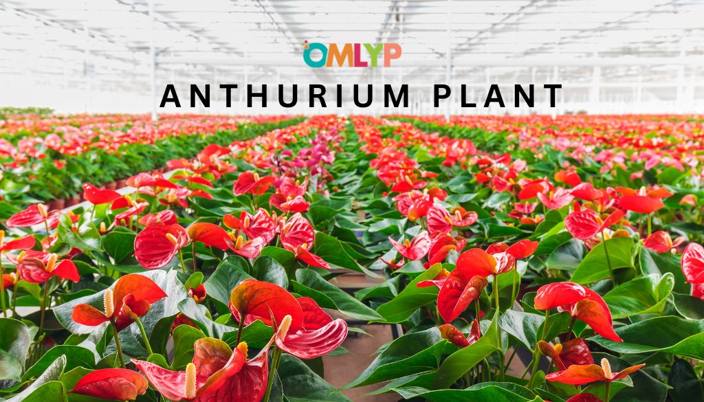 You are currently viewing Anthurium Plant: Its Amazing Benefits You Should Know