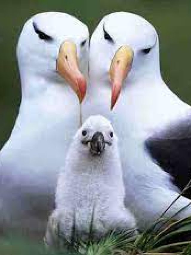 Read more about the article The Life of Albatrosses Unveiled