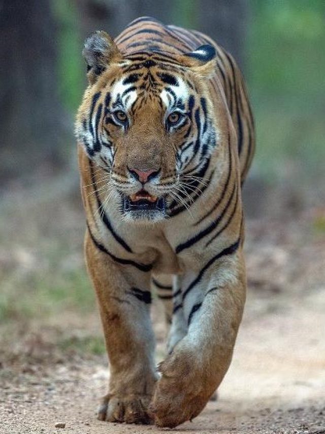 Read more about the article Unveiling the Stealthy Habits of Tigers